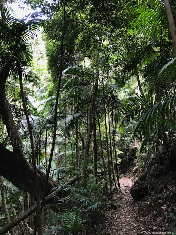 Tamborine Mountain National Park