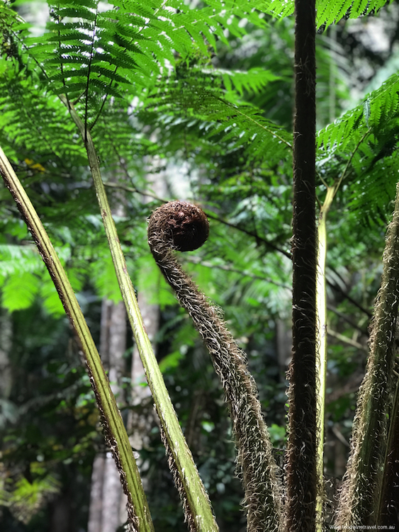 Tamborine Mountain National Park