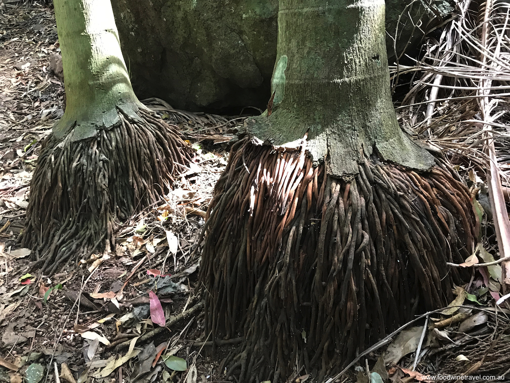 Tamborine Mountain National Park