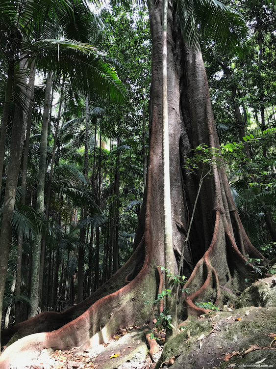 Tamborine Mountain National Park