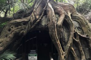 Tamborine Mountain Glow Worm Caves entry