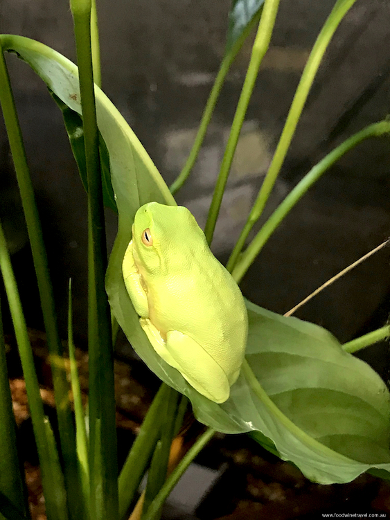 Tamborine Mountain Green Tree Frog