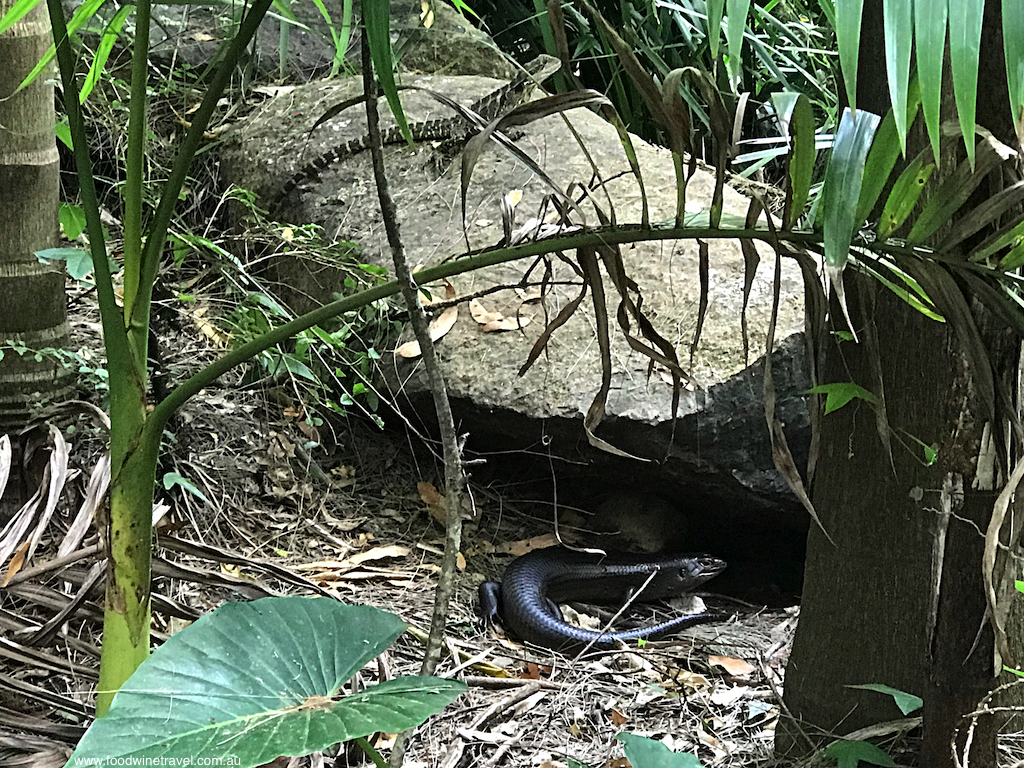 Tamborine Mountain Land Mullet