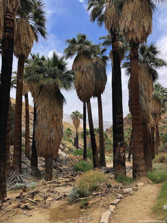 Hiking in the Indian Canyons just outside of Palm Springs.