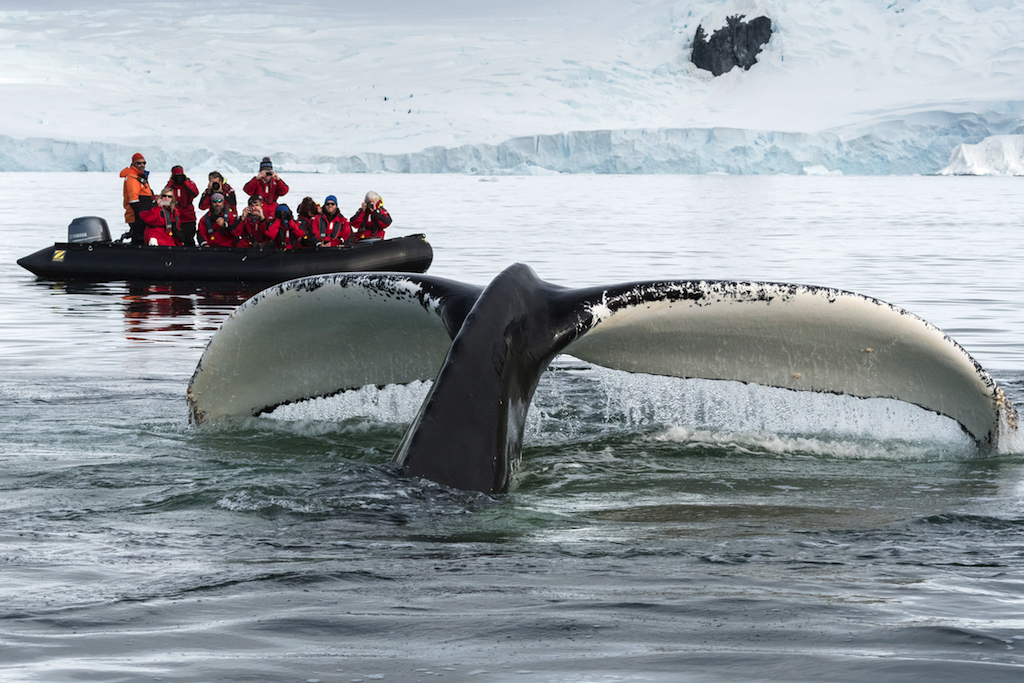 Travel to Antarctica with one of Canada’s best wildlife photographers, Daisy Gilardini.