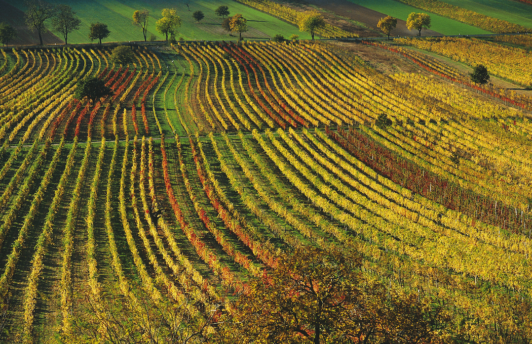 Autumn in Burgenland © Austrian National Tourist Office / Photographer H.Wiesenhofer.