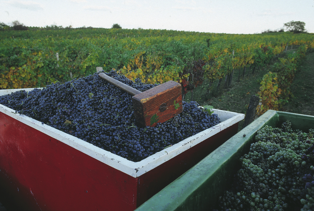 Harvesting grapes in Burgenland © Austrian National Tourist Office / Photographer H. Wiesenhofer.