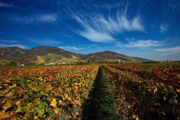 Vineyards in Wachau Valley © Austrian National Tourist Office / Photographer Himsl.