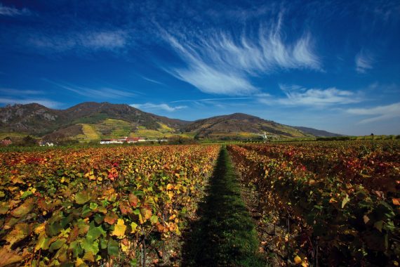 Vineyards in Wachau Valley © Austrian National Tourist Office / Photographer Himsl.
