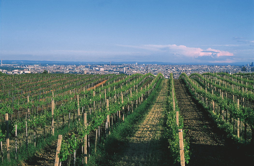 Vienna has a surprising number of vineyards within city limits. © Austrian National Tourist Office / Photographer Diejun.