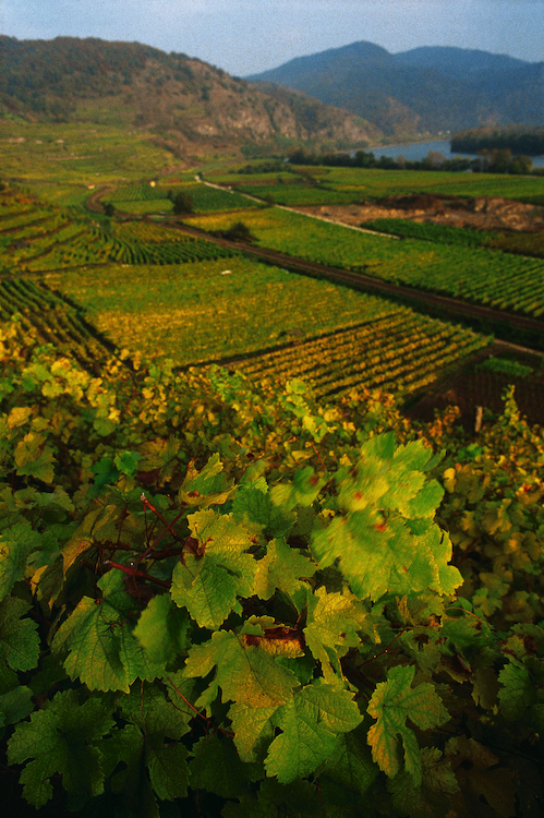 Vineyard near Dürnstein on the Danube © Austrian National Tourist Office / Photographer H.Wiesenhofer.