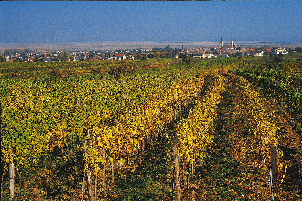 Vineyard near Rust in Burgenland © Austrian National Tourist Office / Photographer Bartl.