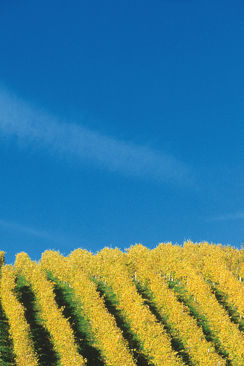 Vineyards in autumn in Lower Austria. © Austrian National Tourist Office / Photographer H. Wiesenhofer.