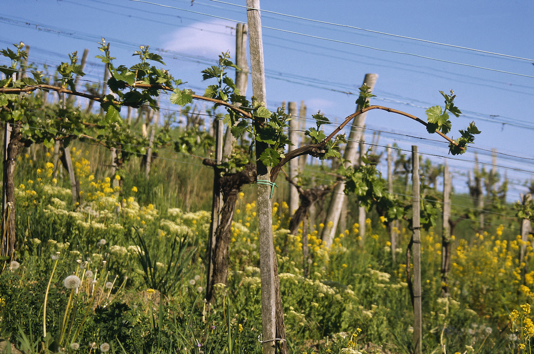 An exciting crop of dynamic young winemakers are taking Austrian wine to new heights. © Austrian National Tourist Office / Photographer Diejun.