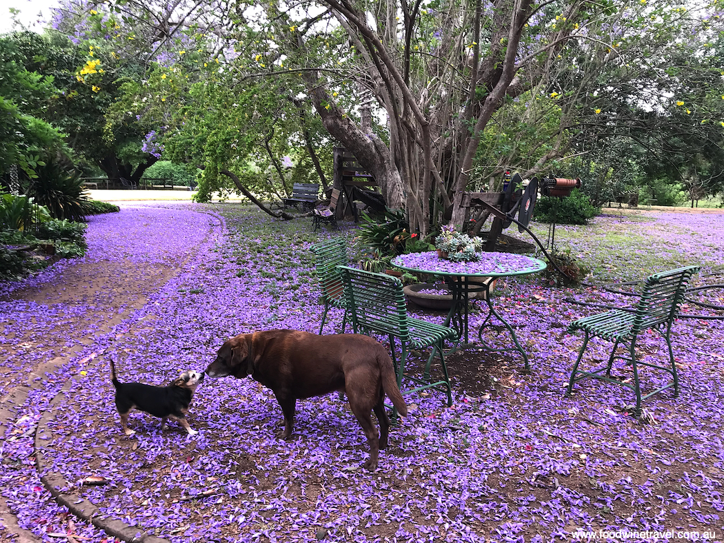 Jacarandas in bloom at historic Camden Park Estate.