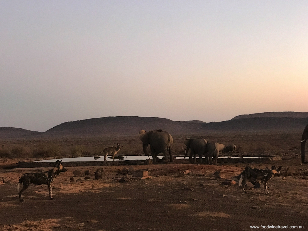 Wild dogs in a dramatic stand-off with elephants in Madikwe Game Reserve.