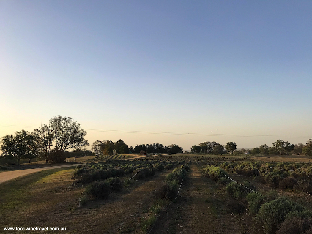 Tere and Peter Bonner's beautiful lavender farm is 15 minutes' drive from Stanthorpe.