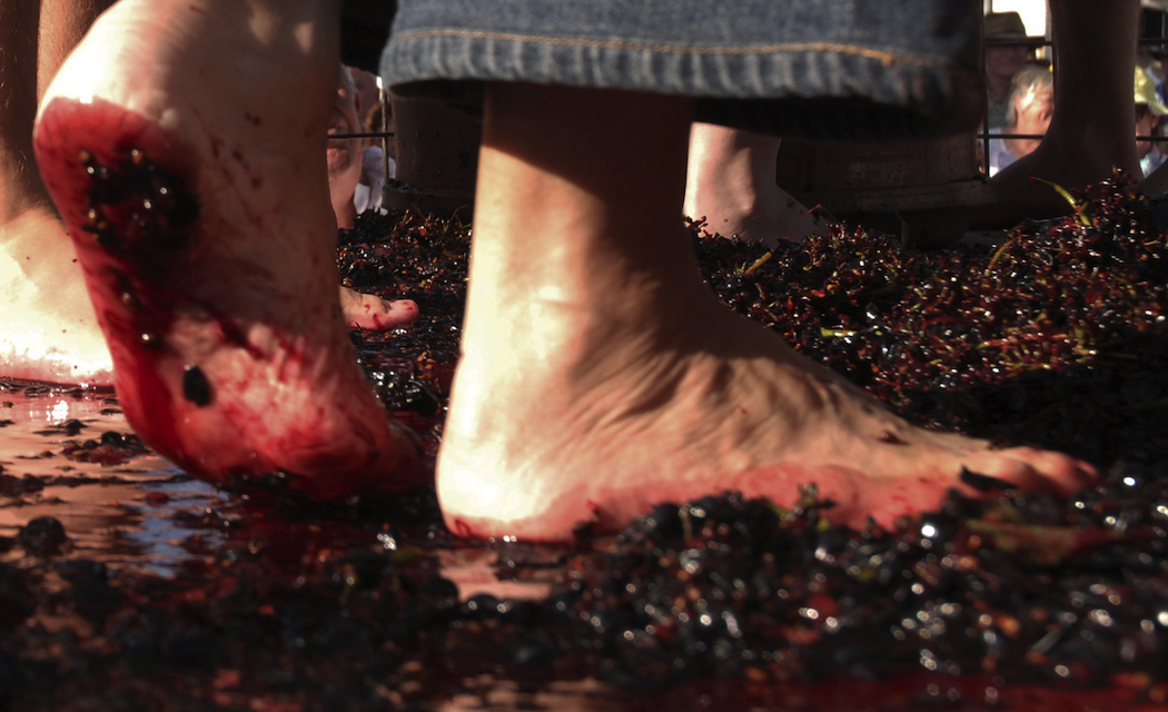 There's always plenty of foot-stomping grape crushing at the Stanthorpe Apple and Grape Harvest Festival.