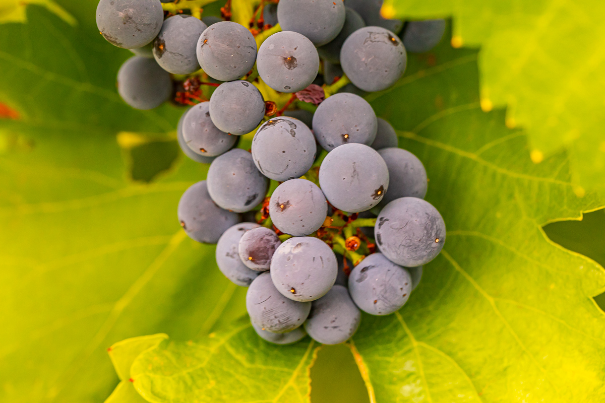 Patritti 2020 April Red Grenache Grapes