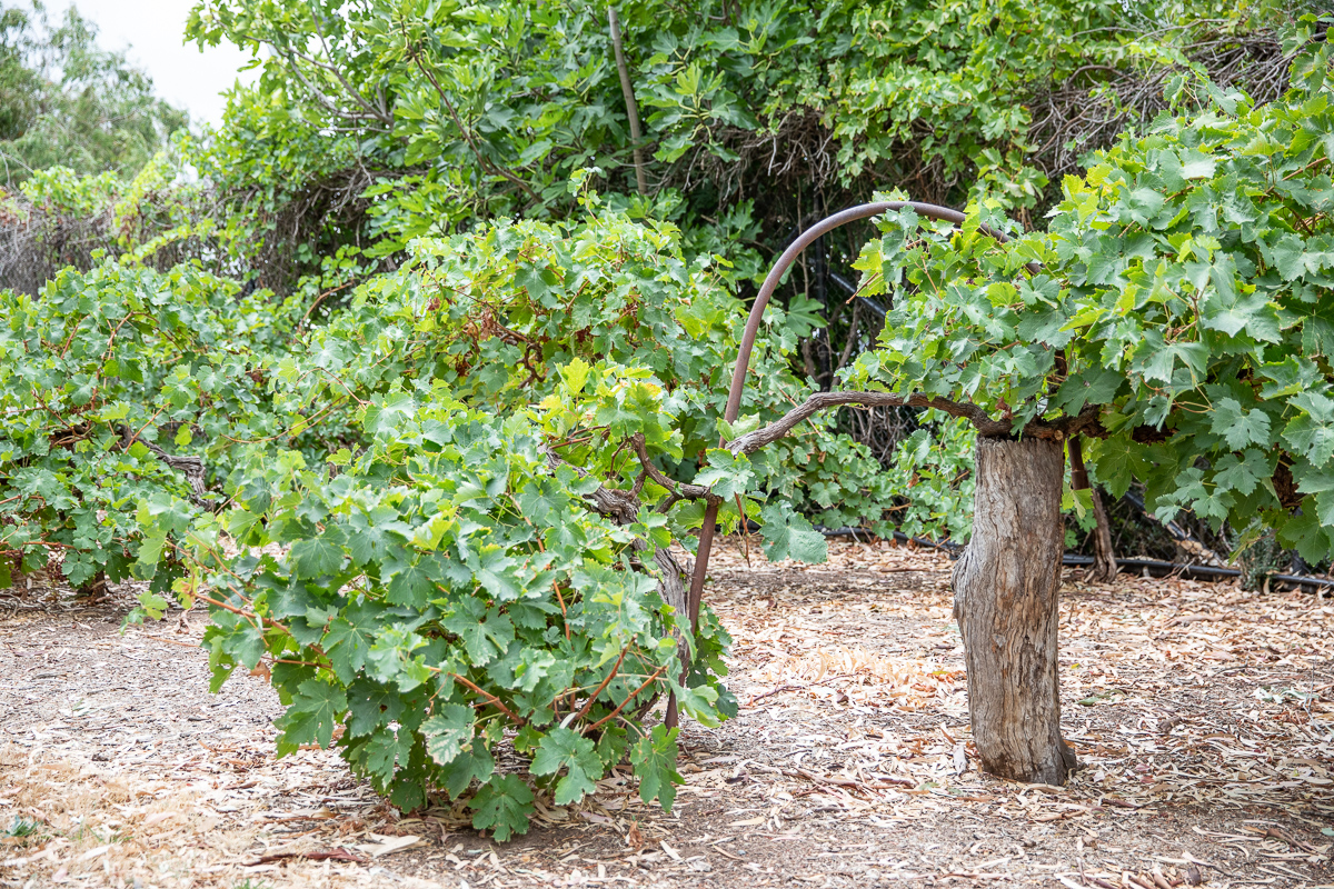 Patritti is the custodian for incredible old vines in suburban Adelaide.