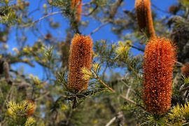 Banksias are one of Australia’s most distinctive wildflowers.