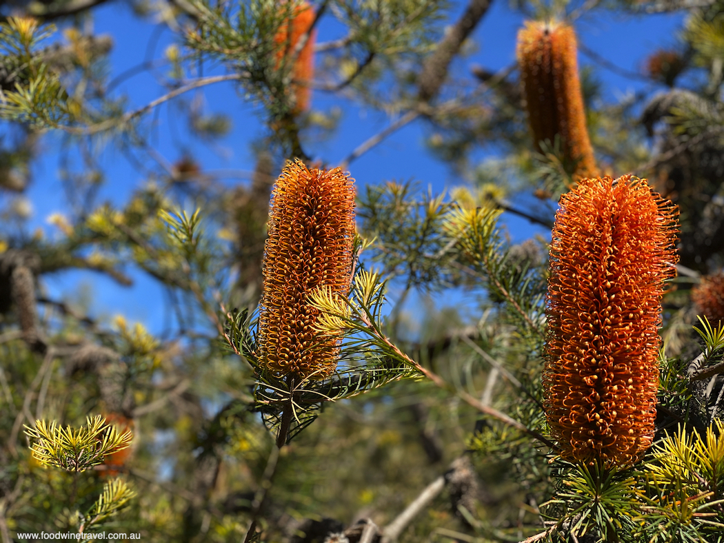 Banksias are one of Australia’s most distinctive wildflowers. 