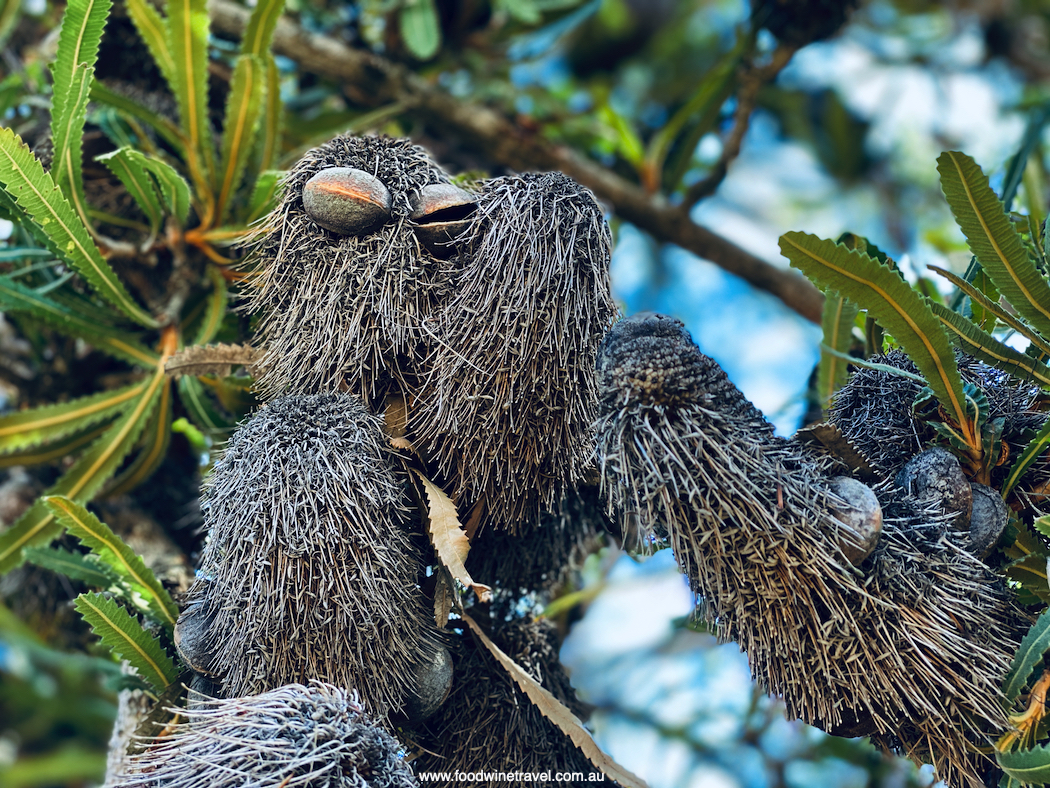 Big Bad Banksia Men, a la May Gibbs’ Gumnut Stories.