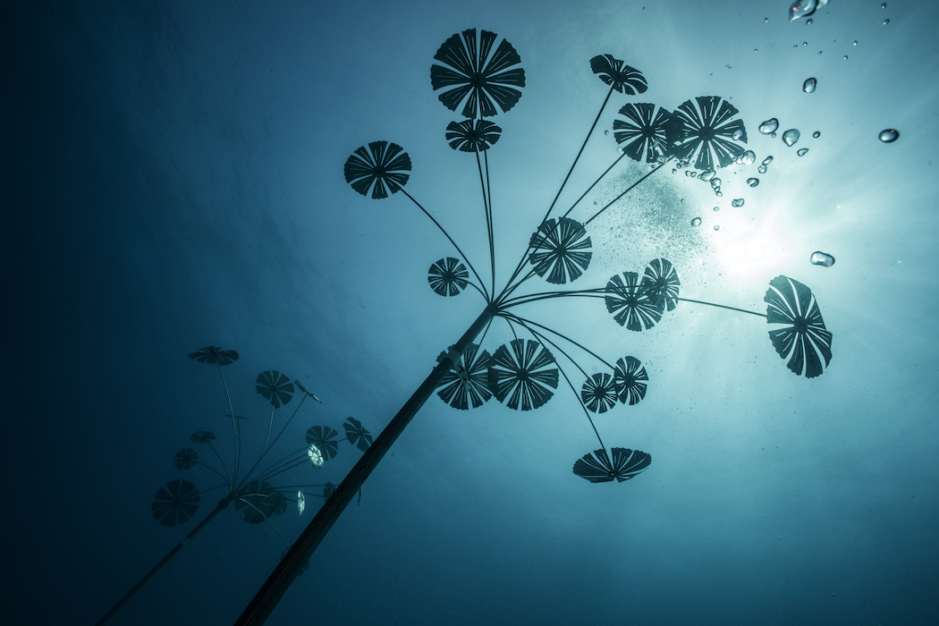 Museum of Underwater Art, Great Barrier Reef