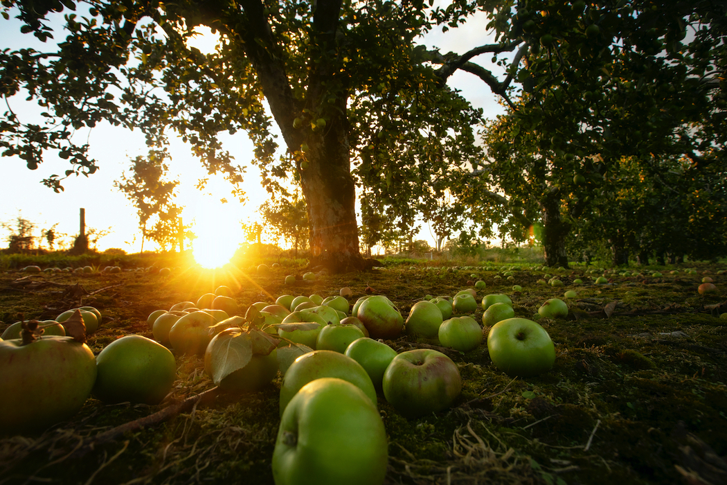 Apples have always been a traditional Halloween food in Ireland.