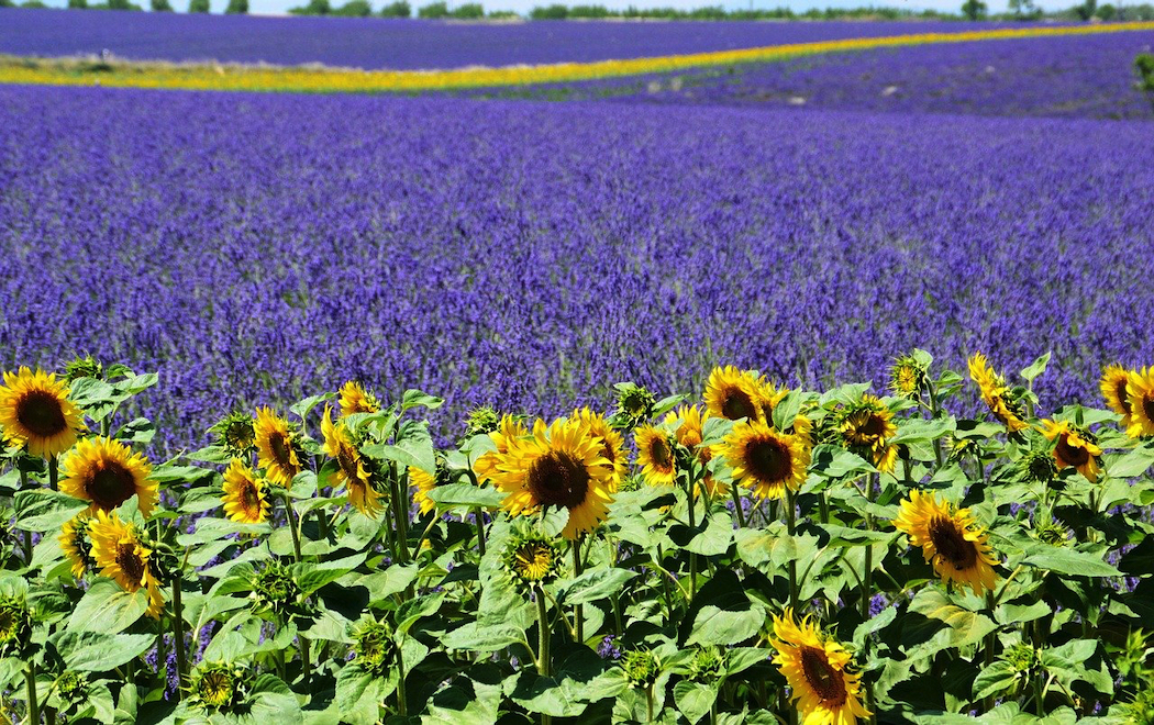 The sunflowers and lavender fields of Provence feature on Destination Artisans' small group tour.