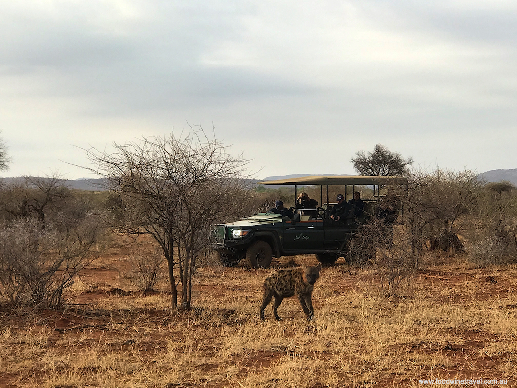 It's a privilege to see the highly endangered African wild dog, especially when you can get up so close.