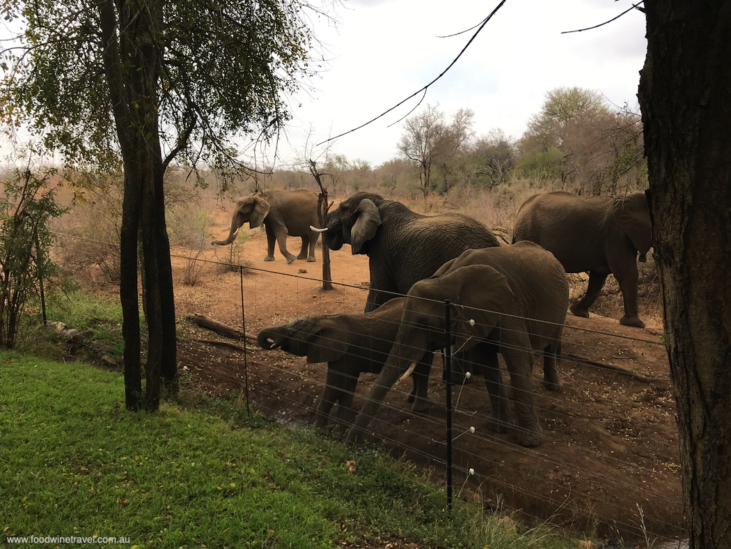 Elephants just metres from my suite at Jaci's Safari Lodge.