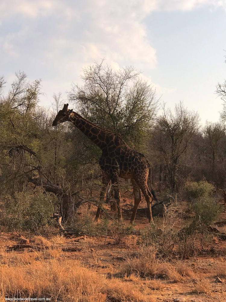 Madikwe Game Reserve giraffe