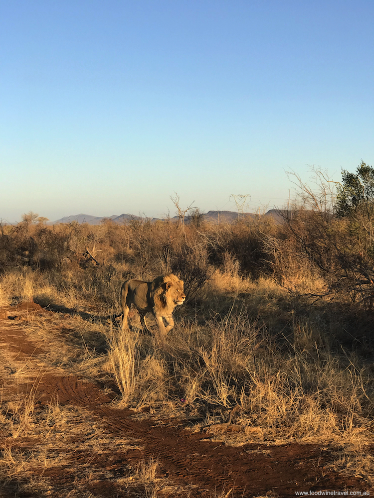 Madikwe Game Reserve lion sighting