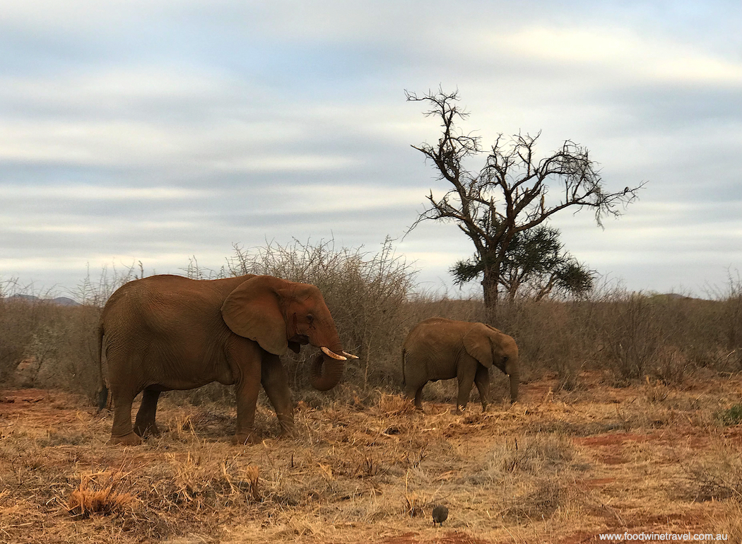 Elephant sightings are guaranteed at Madikwe.