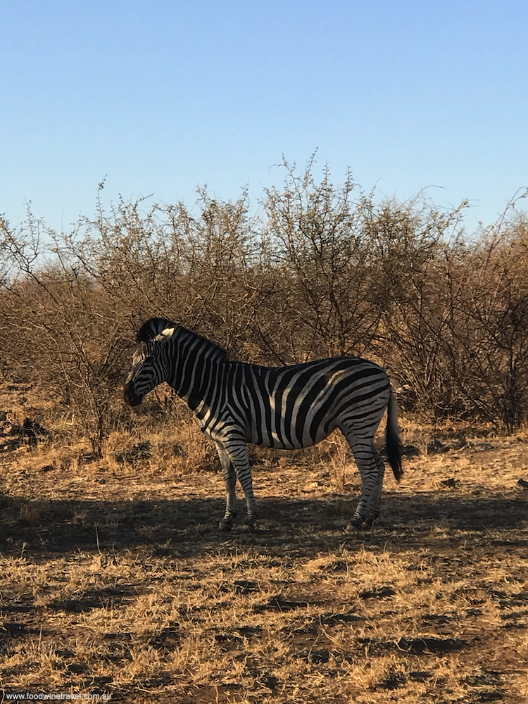 Madikwe Game Reserve zebra
