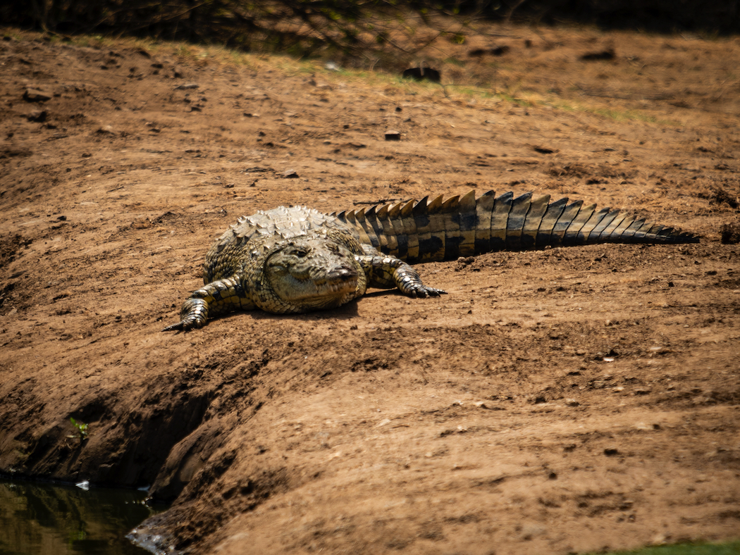 Resident croc viewed from the Terrapin Hide at Jaci's Tree Lodge.