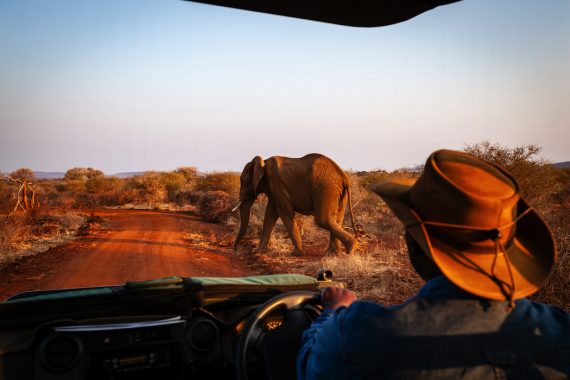 Elephants at Madikwe Game Reserve