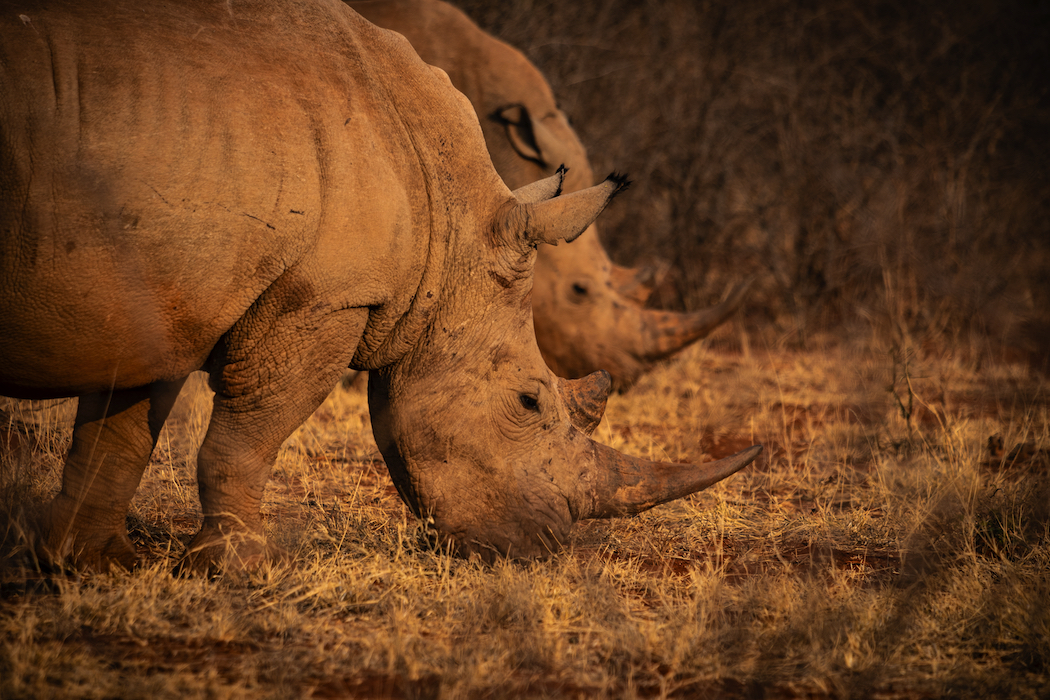 Madikwe Game Reserve rhinos