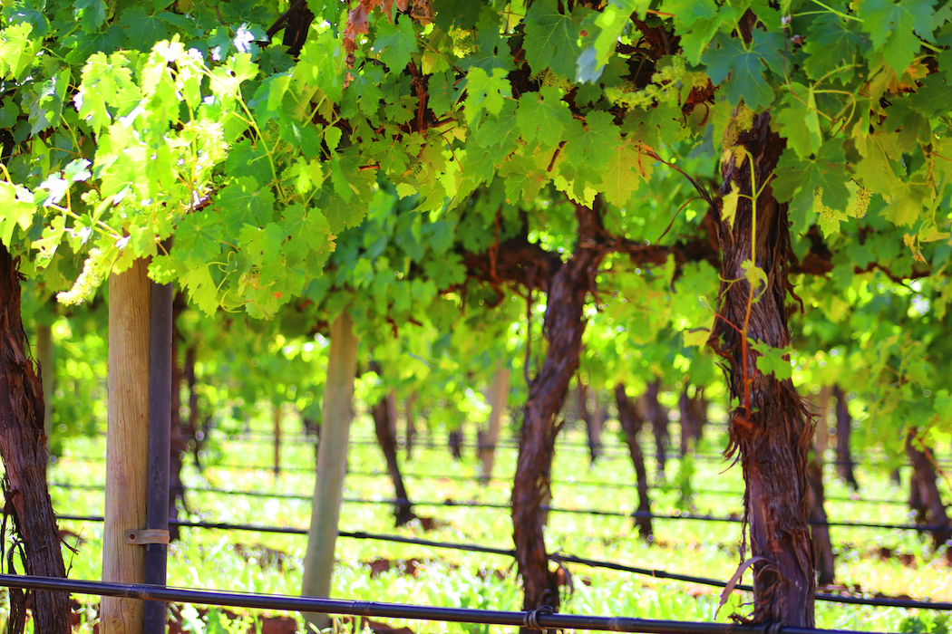 Salena Estate in the Riverland is one of the largest producers of organic wine in Australia.