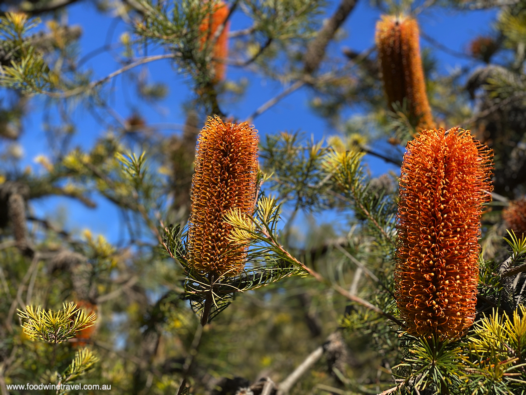 An impressive new banksia garden takes shape in the Australian National Botanic Gardens.