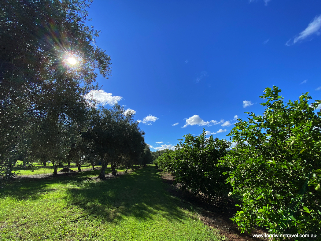 Watercress Creek olive and lime farm, one of the last remaining farms on Pine Mountain.