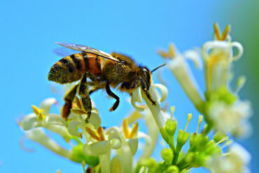 Bees play a crucial role in the survival of the world’s ecosystems. Image by Mabel Amber from Pixabay.