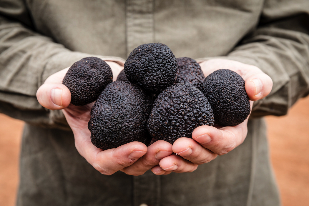 There's a good reason why truffles are often referred to as 'black diamonds'. Photo © Sarah Hewer.