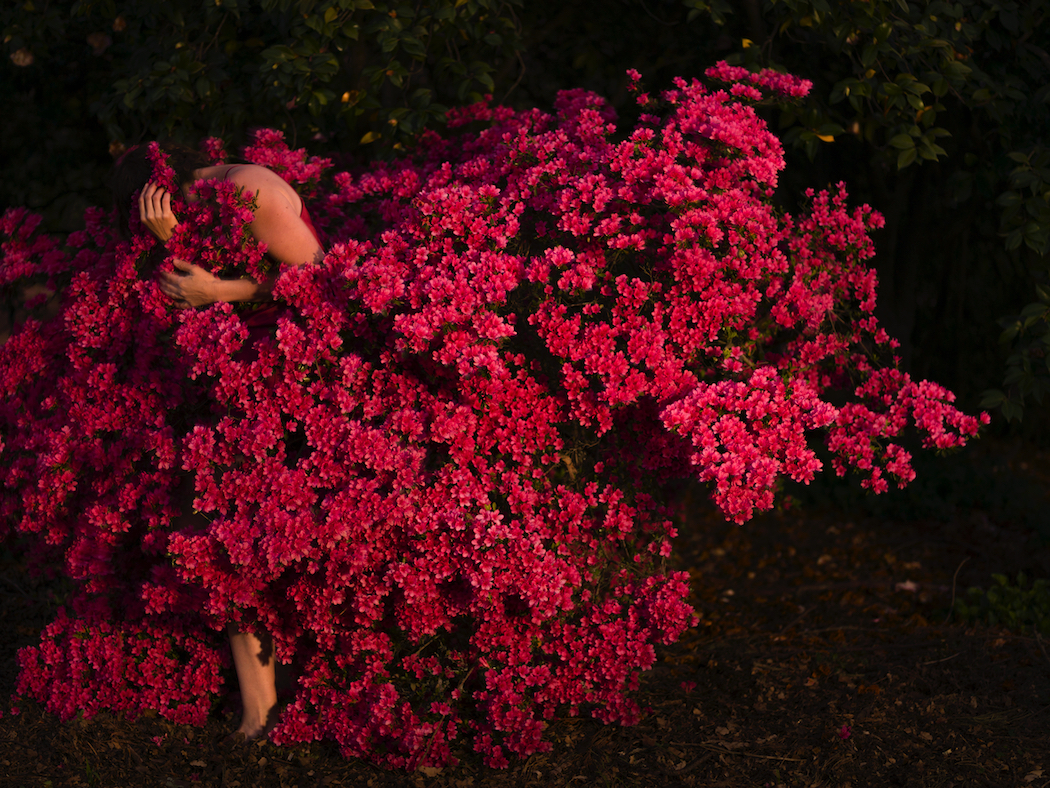 I wrap my face in her cloak of petals and breathe deeply, by Tamara Dean, to be displayed at Ngununggula, the Southern Highlands' new regional gallery. Image courtesy of the artist and Michael Reid, Sydney.