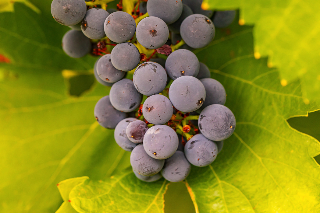 Grenache has flavour, character and complexity. Photo credit: Ben Heide, Patritti Wines.