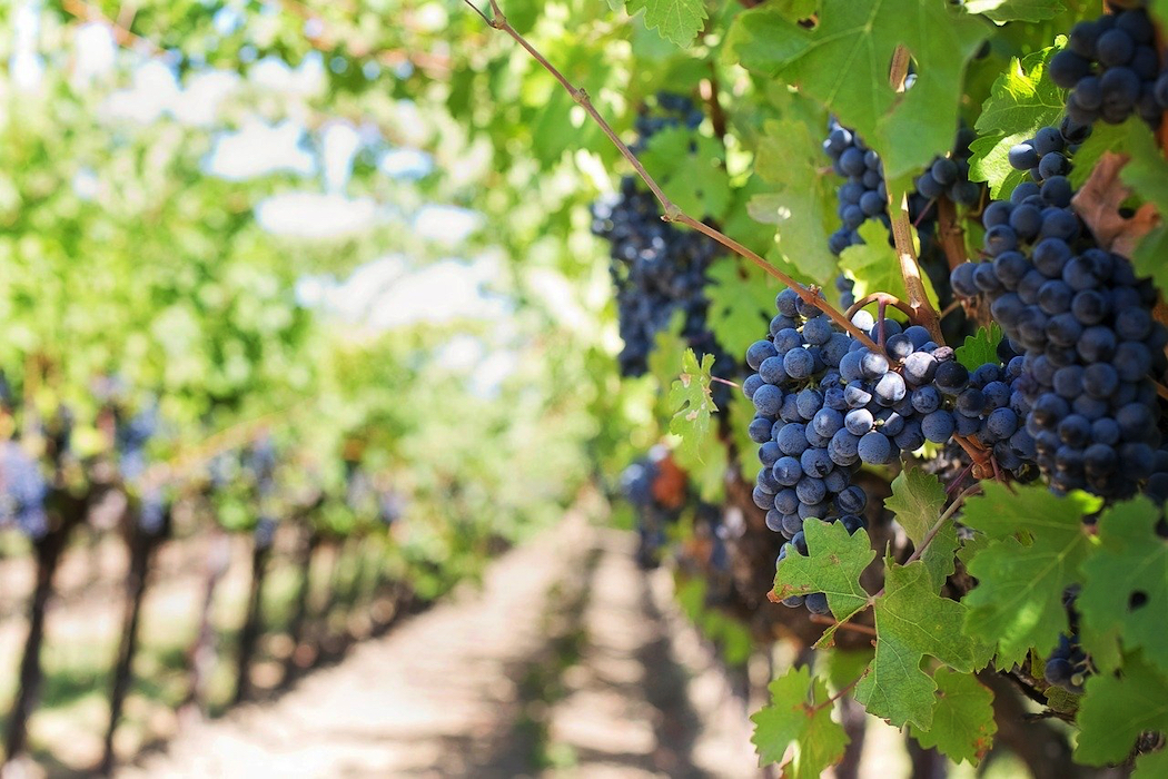 A small number of vineyards in Ireland are making wine. (Image: Jill Wellington / Pixabay)