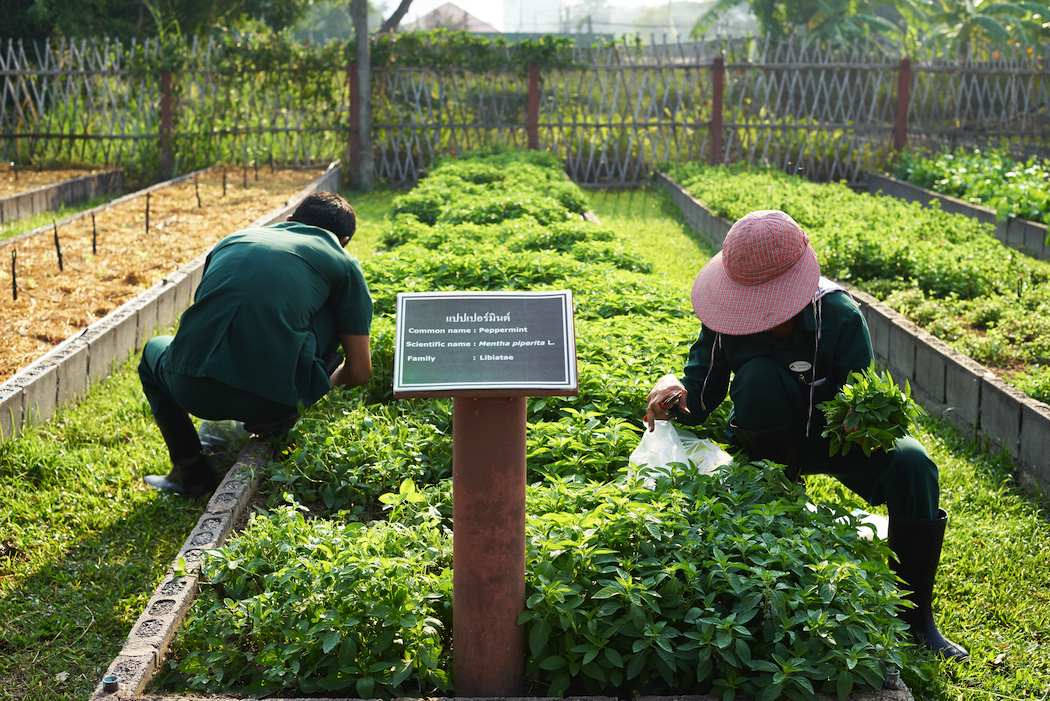 Many of the ingredients for Chiva-Som's dishes are sourced from its own organic gardens.