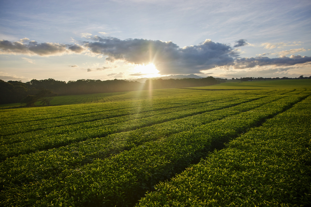 The Nerada Tea Plantation on Queensland's Atherton Tablelands.