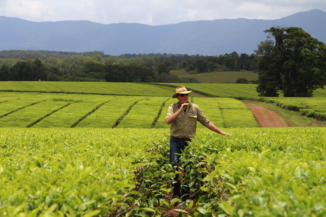 Plantation director Tony Poyner says rich volcanic soils and the high altitude give the tea a distinctive flavour.